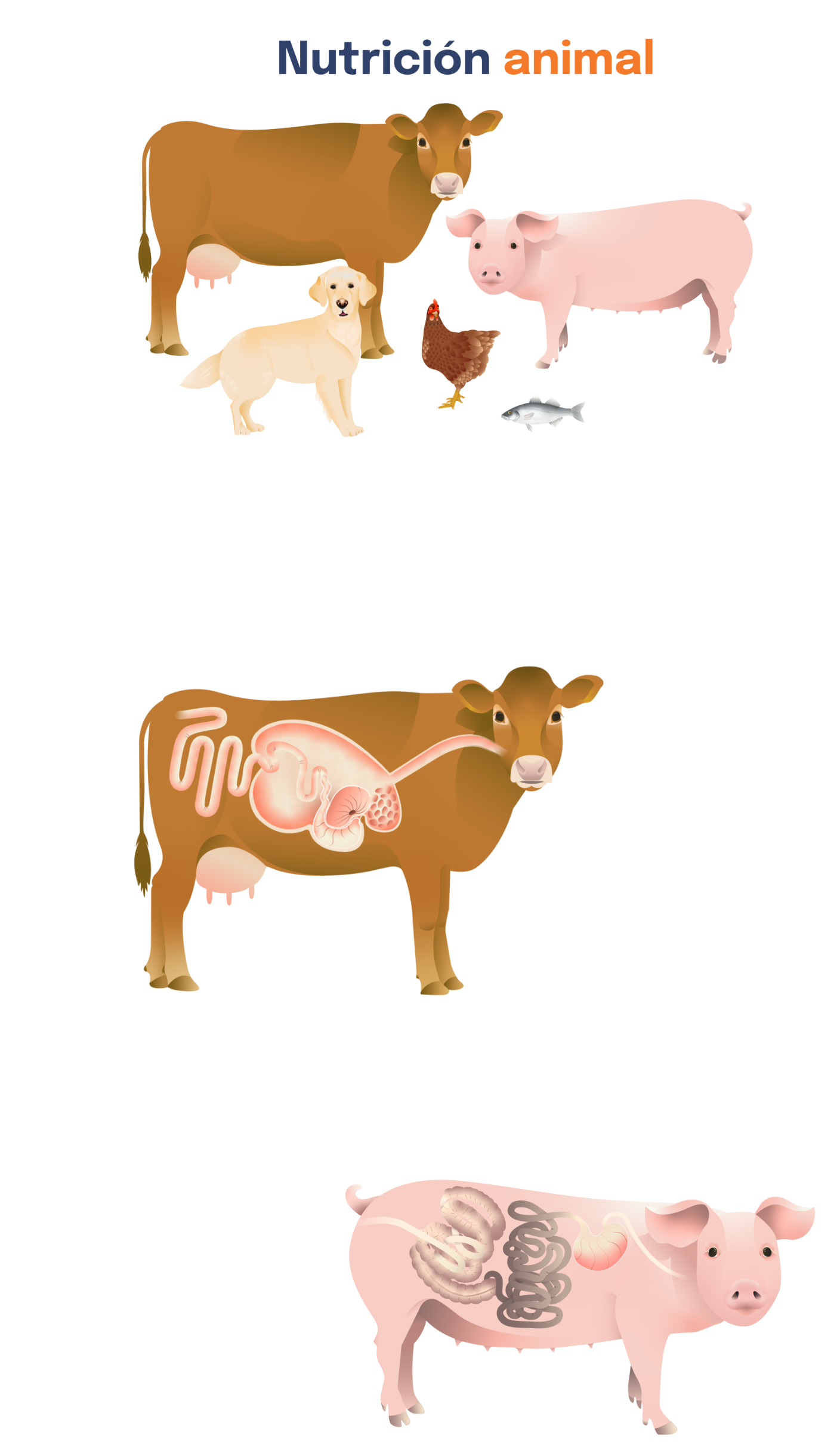 illustrations, animal illustration